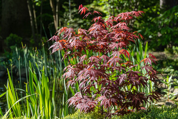 Japanese maple Acer palmatum Atropurpureum on bank of beautiful garden pond. Young red leaves on...