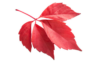 Red ivy leaves isolated