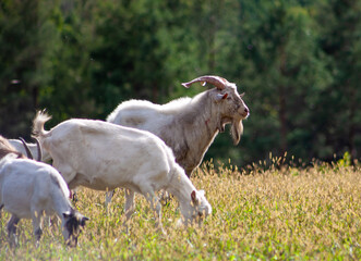 Obraz na płótnie Canvas A herd of goats grazes in the meadow. Farming. Self-walking goat. Farm pasture. Summer day. Goats eat grass