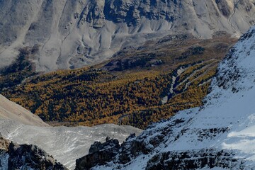 Golden color of larches at the summit of Mount Richardson near Lake Louise at Banff National Park Canada