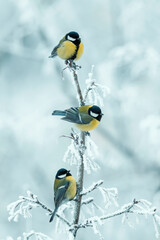 vertical background with three beautiful chickadee birds sitting on snow-covered branches in a winter park