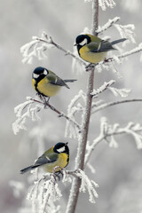 vertical background with three beautiful chickadee birds sitting on snow-covered branches in a winter park