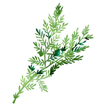 Green leaf hand drawn watercolor greenery illustration. Skock image