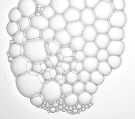 foams or bubbles or cells on the white background