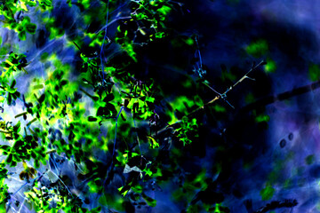 dark background abstraction. plant motives. Inversion
