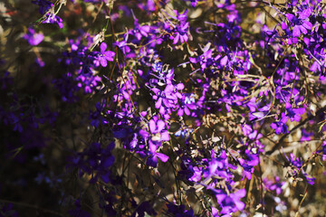 Obraz na płótnie Canvas Floral soft delicate background purple wildflowers. Defocus