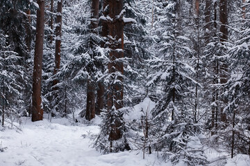 Winter forest. Landscape of the park in winter. Snow-covered trees at the edge.