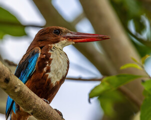 White Throated Kingfisher photographed in the wild, perched on a tree, in the middle of a green paddy field in Malaysia.
