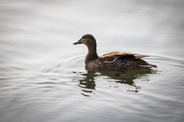 Fototapeta premium beautiful female mallard duck with reflection on the lake