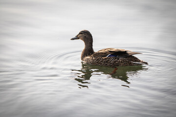 beautiful female mallard duck with reflection on the lake