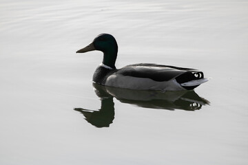 cute isolated mallard duck swimming on the lake, with a reflection, in black and white