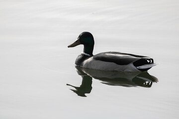 cute isolated mallard duck swimming on the lake, with a reflection, in black and white