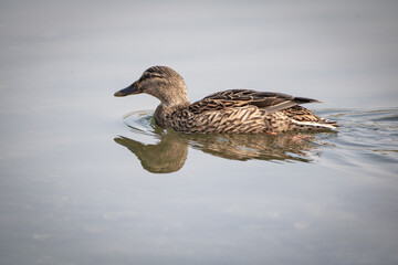 beautiful female mallard duck with reflection on the lake