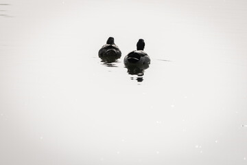 couple of isolated mallard ducks swimming on the lake in black and white, going away, turning their back