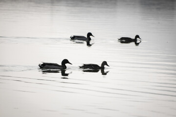 four isolated mallard ducks swimming on the lake in black and white