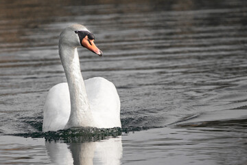 Naklejka premium isolated swan swimming on the lake