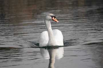isolated swan swimming on the lake
