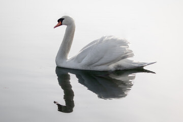 isolated swan swimming on the lake with a reflection