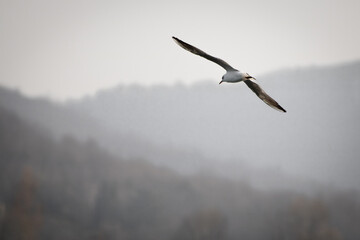 flying seagull in the sky, isolated - freedom