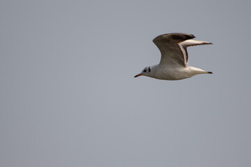 flying seagull in the sky, isolated - freedom