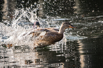 crazy mallard ducks having fun on the lake, flying, splashing water, playing
