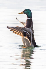 happy mallard duck dancing, standing up on the lake, wings wide open