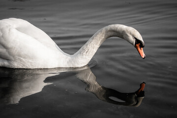 swan looking at his reflection on the lake