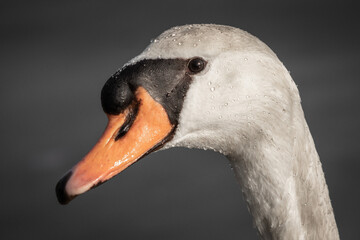 wet swan head face close up details