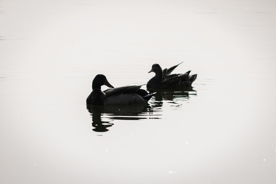 two isolated mallard ducks swimming on the lake in black and white