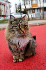 a cute cat on the street