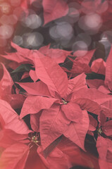 Red  poinsettia flowers with copy space - 474636557