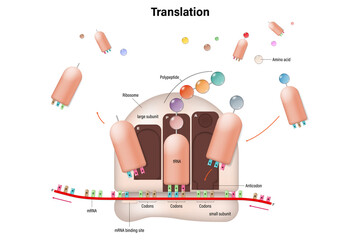 Diagram of translation in prokaryotic cell. mRNA. Ribosome. tRNA. Polypeptide.