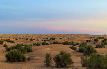 Sundowner in the Dubai desert conservation area