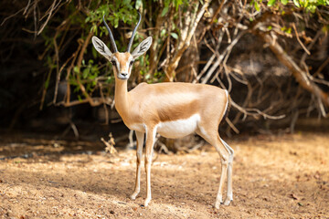 Arabian gazelle in natural habitat within a protected conservation area in Dubai, United Arab Emirates 