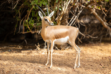 Arabian gazelle in natural habitat within a protected conservation area in Dubai, United Arab Emirates 