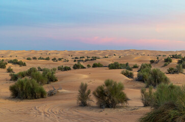 Sundowner in the Dubai desert conservation area - Powered by Adobe