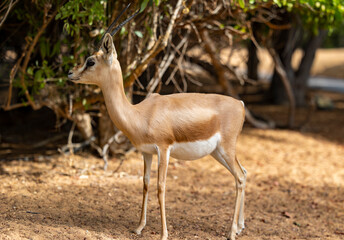 Arabian gazelle in natural habitat within a protected conservation area in Dubai, United Arab Emirates 