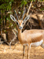 Naklejka na ściany i meble Arabian gazelle in natural habitat within a protected conservation area in Dubai, United Arab Emirates 