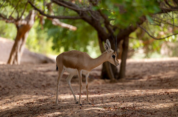 Arabian gazelle in natural habitat within a protected conservation area in Dubai, United Arab Emirates 
