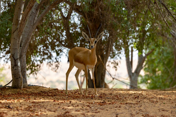Arabian gazelle in natural habitat within a protected conservation area in Dubai, United Arab Emirates 