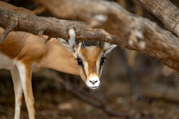 Arabian gazelle in natural habitat within a protected conservation area in Dubai, United Arab Emirates 