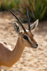 Arabian gazelle in natural habitat within a protected conservation area in Dubai, United Arab Emirates 