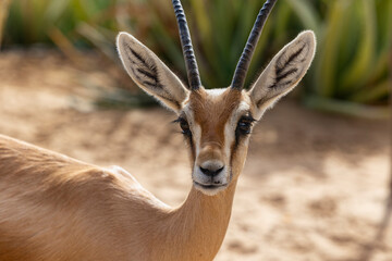 Arabian gazelle in natural habitat within a protected conservation area in Dubai, United Arab...