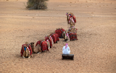 Camel procession resting in the Dubai desert conservation area