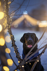 Black labrador retriever dog