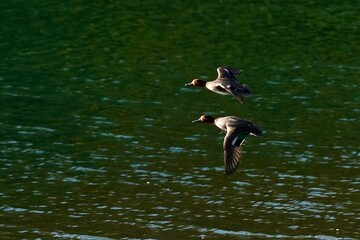 teal in flight