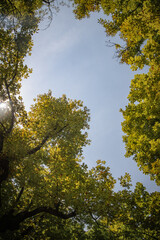 tree leaves in the sky from the ground view