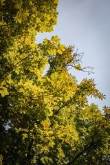 tree leaves in the sky from the ground view