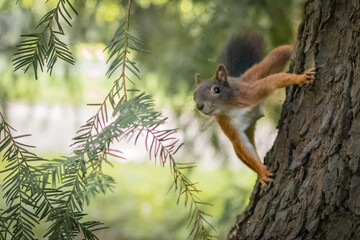playful and funny squirrel on the tree in the woods