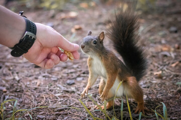 hand feeding hungry squirrel